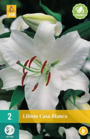 Lilium Casa Blana 14/16