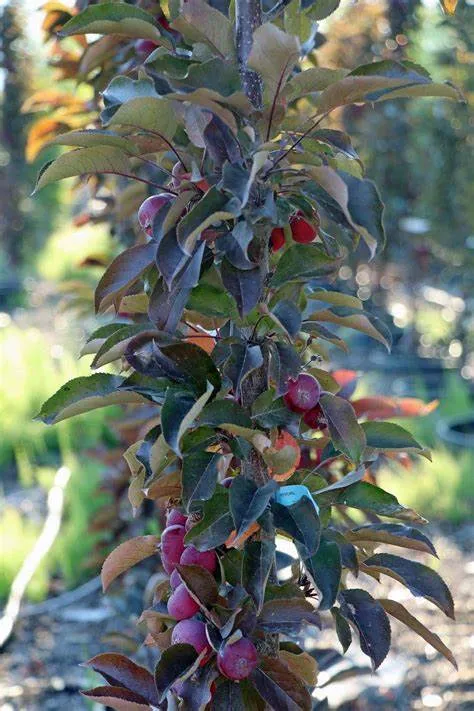 Purple Spire Columnar Crabapple (Malus 'Jefspire') - 7 Gallon Potted Tree