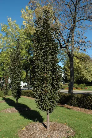Purple Spire Columnar Crabapple (Malus 'Jefspire') - 7 Gallon Potted Tree
