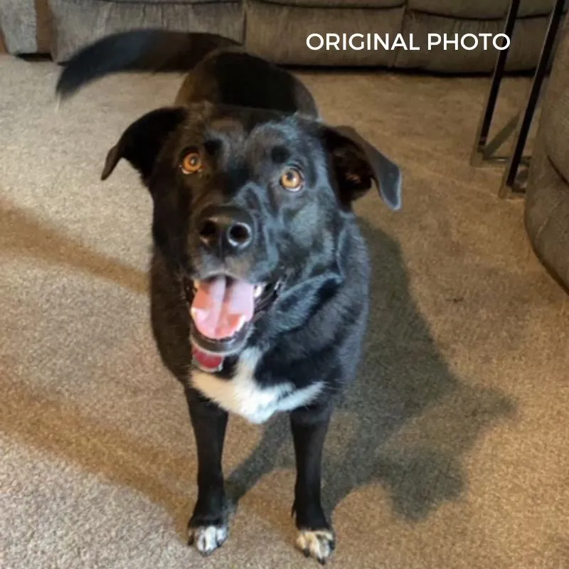 The Perfect Mother’s Day Gift for Pet Moms – Custom Keepsakes